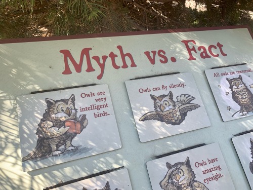 I Went To The Local Aviary Today And They Had Some Really Mean Things To Say About Owls.