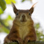 herhighnessthesquirrel