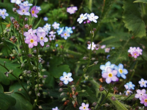 thethingsiveseen-photography:  Forget-me-nots, taken just now, in my garden. 