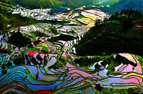  Yuanyang rice terraces, China.  