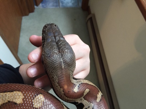 reptiliaherps:Please look at my large son’s head. 