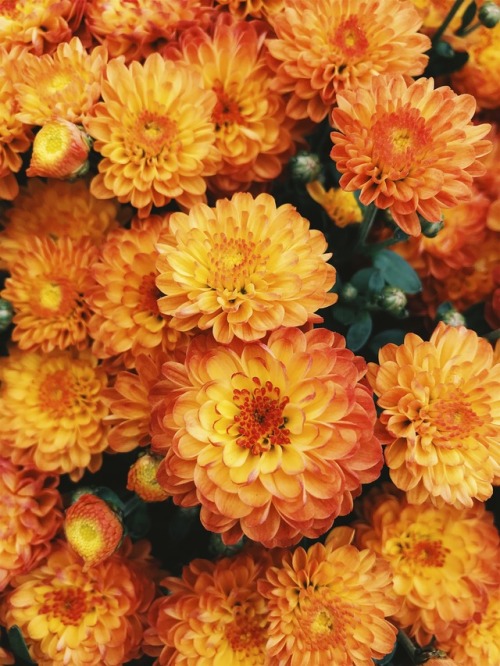 Orange Bicolour Chrysanthemums | September 2017 | Created with VSCO®