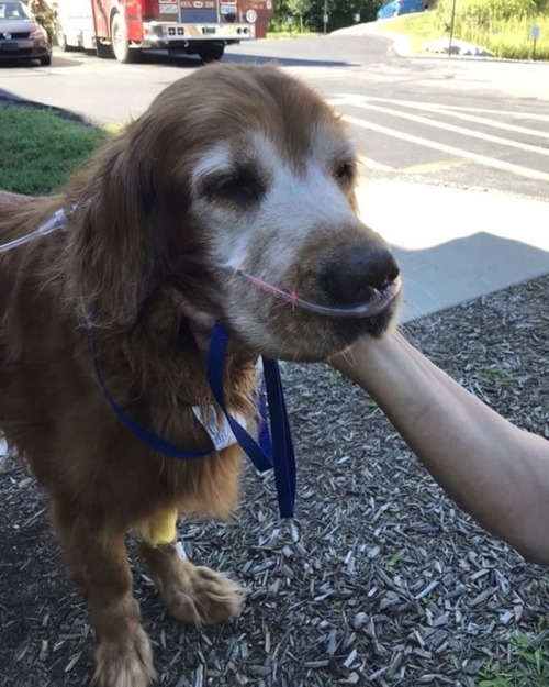 Lovely? Reblog Will Make Doggy Happy.