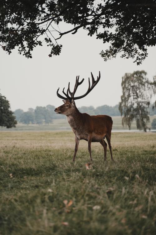 expressions-of-nature:  by Henry Ravenscroft