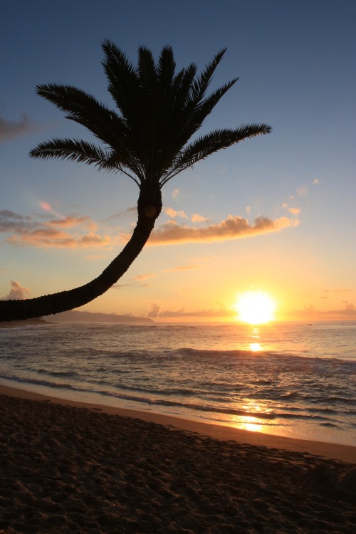 Photo-bombed–by a Palm Tree!Hawaiian sunsets. “Mahalo nui loa–thank you very much”.