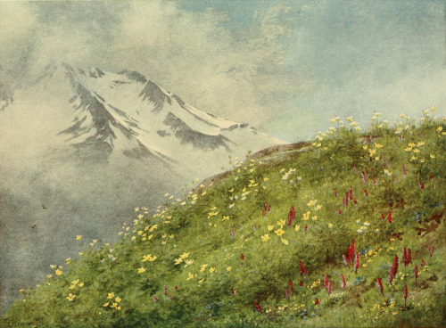 The Sulphur Anemone at the Col de la Forclaz