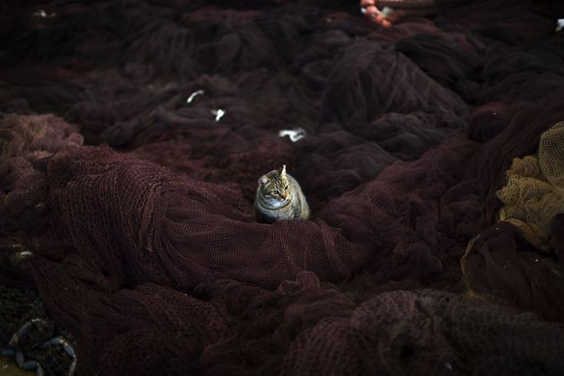allcreatures:  allcreatures: A cat waits inside a storehouse at the port of Barcelona