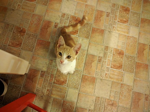 dottorblaster:  I met some really nice cats in Santorini. One of those wanted to eat my hamburger too, but I can supersede 😸