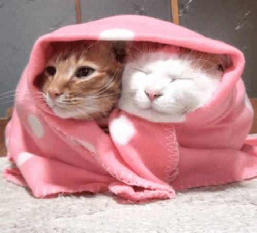 happifying-things: double purrito from squirrely-badger