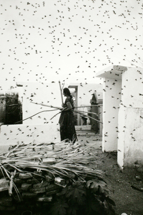 poetryconcrete:Cemetery, photography by Graciela Iturbide,1988, in Juchitán, Mexico.