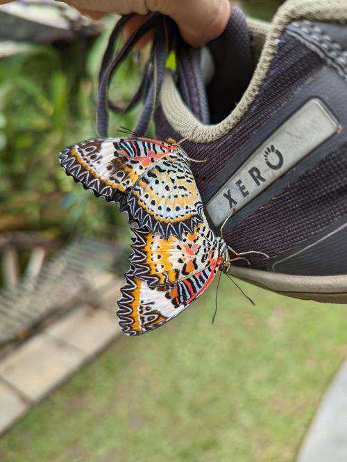 🔥 These butterflies landed on my shoe and refused to let go #naturezem#nature#photography#naturephotography#naturelovers#art#photo#photographer