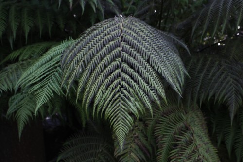 90377:Ferns at the botanical garden, May 2016.Tumblr | Instagram | Etsy Shop