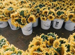 mcyellow: sunflower power