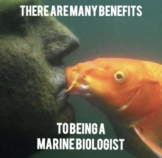 staff:  DREAM TO MEMEWe’re past the point of being able to ignore this now. @pixellecutie​’s sleeping brain dreamed a dream of marine biology, and you’ve all really put in the work to make it a meme in its own right. Who knew there were so many