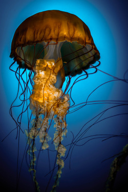 0ce4n-g0d:  Atomic Jellyfish | George Sig 