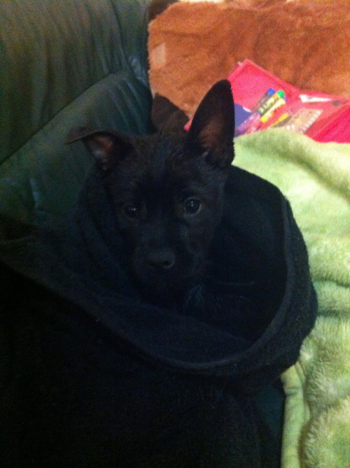 imgonnamakeachange:  healthy-is-perfection:  7eleven:  My puppy was just hit by a car last night, his pelvic bone has a break and both of his hind legs are so messed up, I left the room when the vet was looking at them. He is missing chunks of his skin