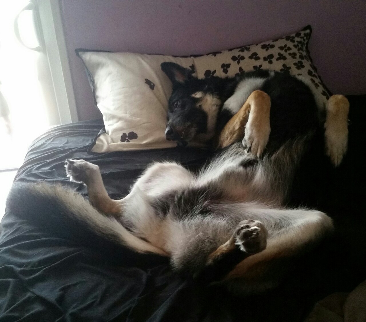 Big baby Vincent