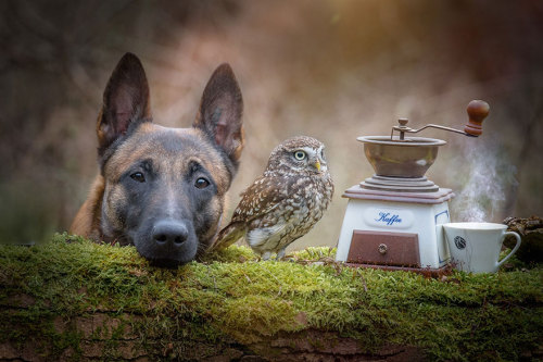 xdoggylovex:I wouldn’t have believed that an owl and a dog could become best friends until I saw these surprising and  adorable photos by Tanja Brandt, a professional animal photographer and  collage artist in Germany. Ingo the shepherd dog and Poldi