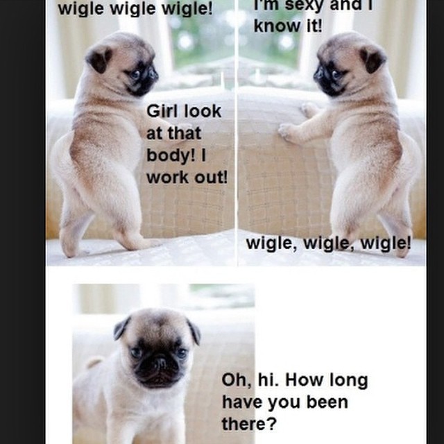 ilovepugs4ever:  Follow Dog Quotes.