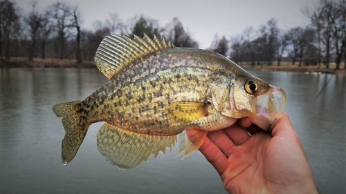 I’ve fished this lake for my whole life, and this is only the second Black Crappie I have ever