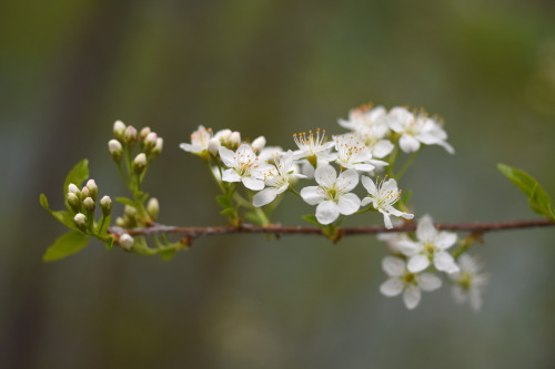 Minimal spring