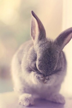 wonderous-world:  Shy Easter Bunny by Essa Al Mazroee  