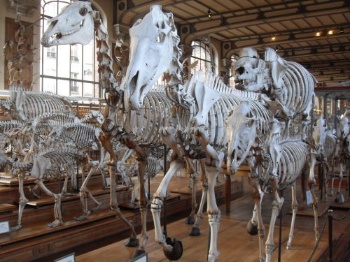 aspidelaps:  loulunatik:  Today i was at the national museum of natural history (Paris) and i took some pictures… Museum of Natural History [part 1]  fuck I love crowded collections aaaaaaaaaaaAAAAAAAAAAAAa 