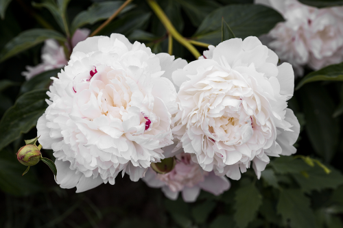 peonies