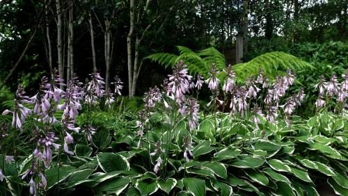 Hosta Way.