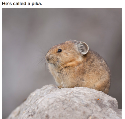 pika