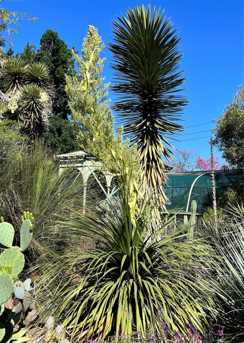 Nolina hibernicaThis Nolina has a large head of strap-like leaves, looking like a giant clump of gra