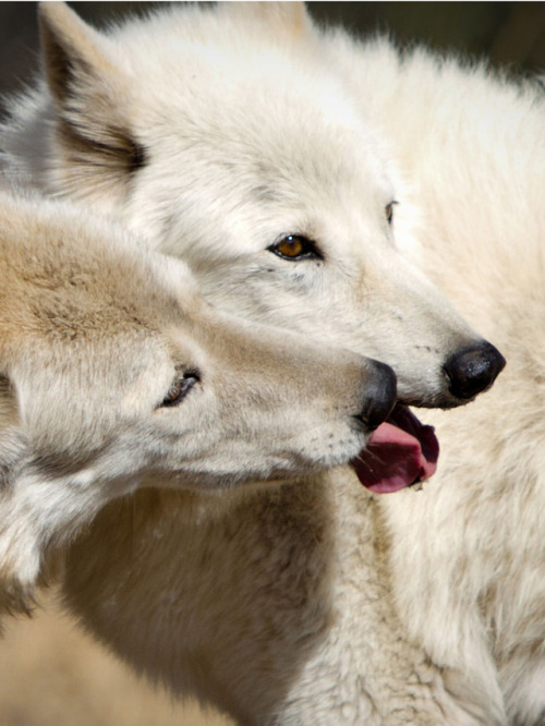 wolveswolves:    By Wolf Connection  
