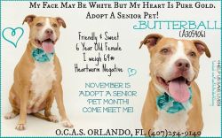 glowestoned:  congenitaldisease:  congenitaldisease:  This girl is scheduled to be euthanized Saturday 3rd December. She is located in O.C.A.S. in Orlando, Florida.PLEASE consider adopting or even fostering this lady to save her from being killed.