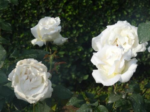 white roses