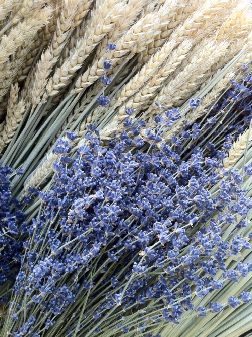 maigamo - Wheat and lavender taken at Singapore’s Gardens by the...