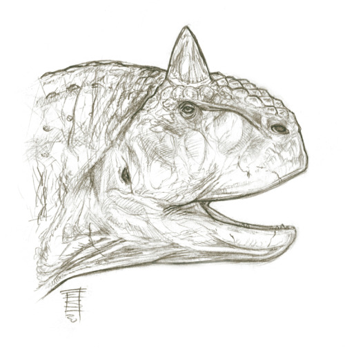 Sketchy Dino Head_Carnotaurus. Pencils, 2020.References: Greg S. Paul.