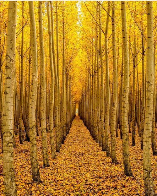 wish7master:  …paint me…autumnal