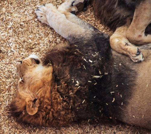 anythingfeline:Photos by jsutcℓfifePhotos are captioned.Two sleeping male lions, that may or may not