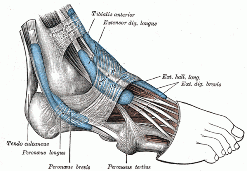 Strong ankles make strong foundation. strong foundation make strong mind, and good house - ancient p