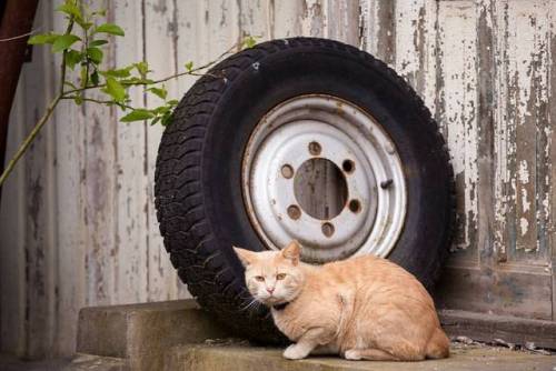 Rydder litt i arkivet #porsgrunn #norway #telemark #canonphotography #cat #pet #wheel (ved Porsgrunn