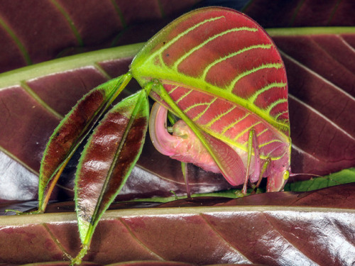 end0skeletal: This spectacular new species of katydid (Eulophophyllum kirki) was discovered in 