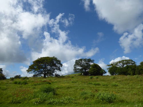 The sun came out in Wales today and I visited the National Botanic Gardens