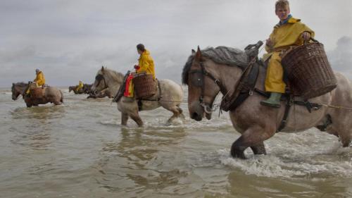 ainawgsd:   On the northwest Belgian coast, there is a little known tradition: shrimp fishing on horseback.   The activity consists of what its name describes: fishing shrimp on a horse.    In the 15th century, shrimp fishing on horseback was still practi