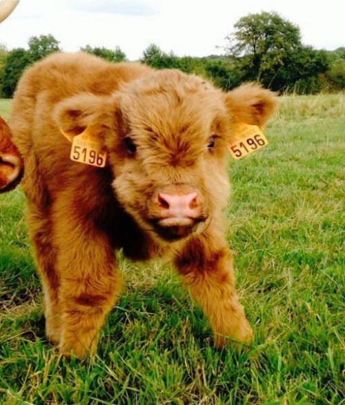 A Alguien Ms Le Gustan Las Vacas, A Mi Si. Muchos Dirn Que No (mentira, Nadie Comenta Mis Publicaciones)