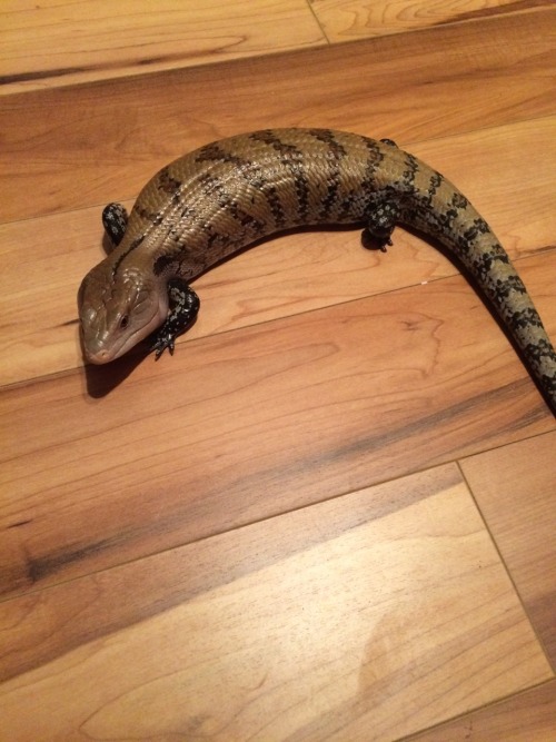 Just a quick update! I got a blue tongued skink! I believe her to be a merauke, but the seller didn&