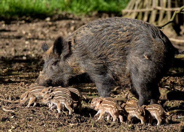 Let's Go Wild — European Wild Boar Wild boars live in...