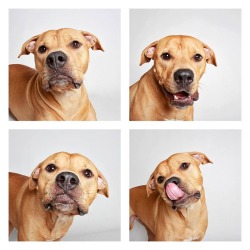 019295:  Meet SILENCE, a Pittie Shar-Pei Mix :)