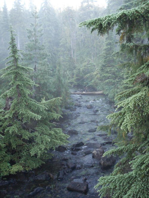 Foggy Creek by Walter Moar