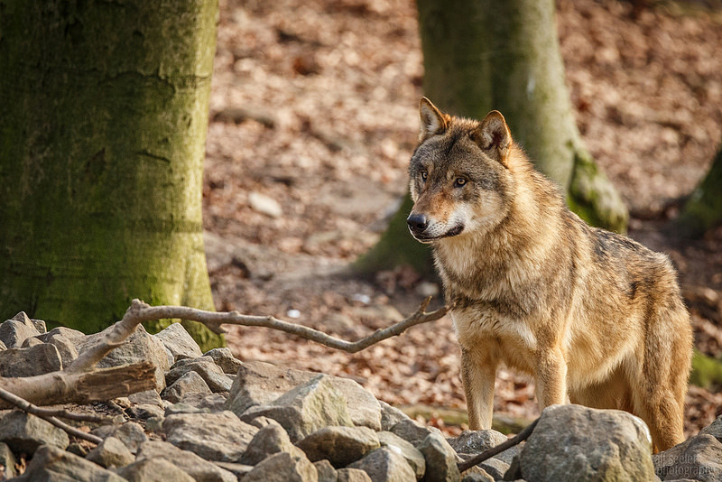 lonestray:  By  Ralf Seelert Photography 