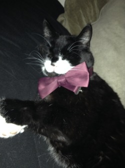 derpycats:  Cactus is all dressed up with no where to go.